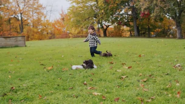 Cheerful Asian Toddler Playing Puppies Green Lawn Slow Motion Video — Stock Video