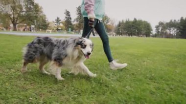 Bir çocuk sonbahar parkında tasmalı bir çoban köpeğiyle yürüyor..