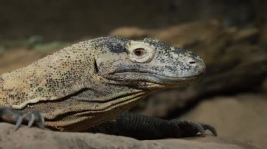 Heybetli Komodo ejderhasının portresi. Nadir bulunan bir hayvan türü..