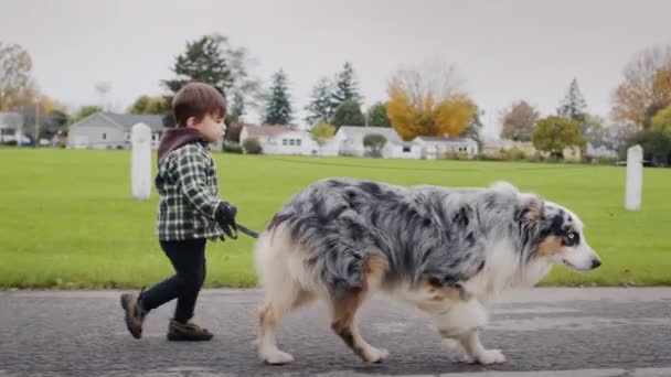 Маленький Азиатский Ребенок Гуляет Большой Пастушьей Собакой Парке — стоковое видео