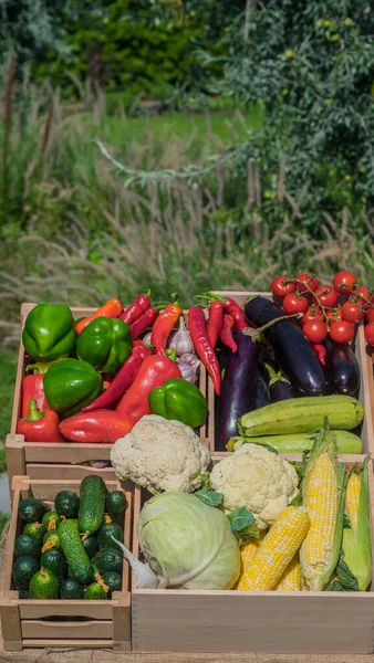 Varias Cajas Madera Con Verduras Temporada Puesto Mercado Agricultores — Foto de Stock