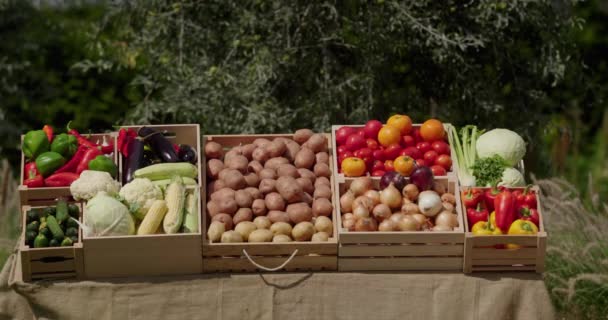 Çiftçi Pazarında Çeşitli Sebzelerle Dolu Bir Tezgah — Stok video