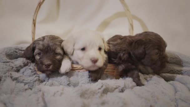 Several Cute Puppies Lying Sofa Living Room — Stock Video