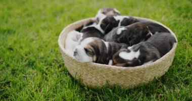 Birkaç küçük köpek yavrusu yeşil çimlerin üzerinde duran bir sepetin içinde uyuyorlar..