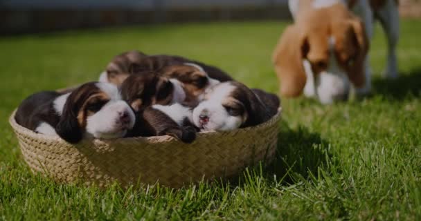 Mamma Hund Ras Beagle Promenader Bredvid Valparna Som Sover Korg — Stockvideo