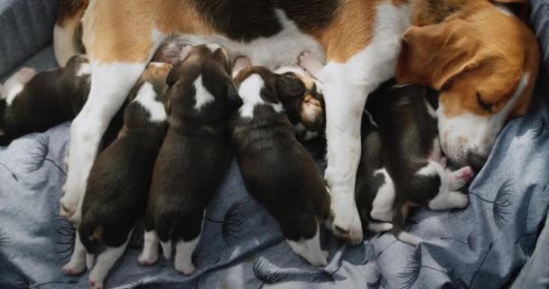 Een Vrouwelijke Beagle Voedt Haar Puppies Ligt Grond Het Huis — Stockvideo