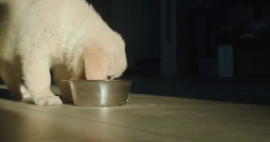 Golden Retriever köpek yavrusu kaseden yer. Batmakta olan güneşten aydınlık;.