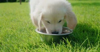 Golden Retriever köpeği kasesine koşup yemek yiyor. Yavaş çekim videosu.