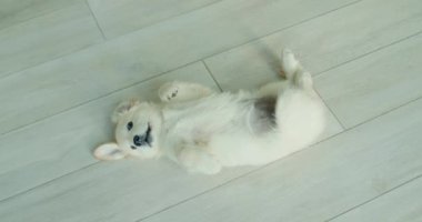 Evde yerde sırtüstü yatan sevimli bir golden retriever köpeği yavrusu. Hayvanlı komik videolar.