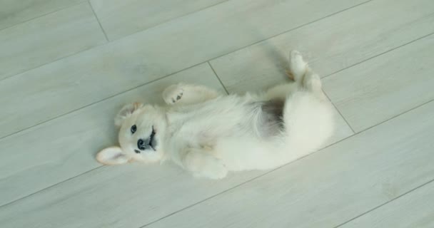 ゴールデンレトリーバーの可愛い子犬が家の床に横たわっています ペットとの面白いビデオ — ストック動画