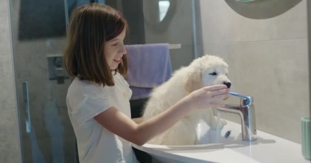 子供は洗面台で子犬を浴びます タップから水を飲むかわいい子犬 — ストック動画