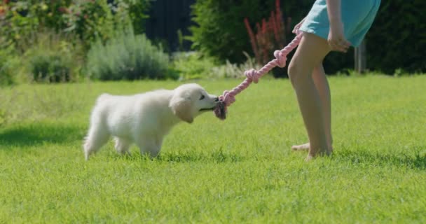 Een Kind Trekt Oorlog Met Een Puppy Plezier Hebben Achtertuin — Stockvideo