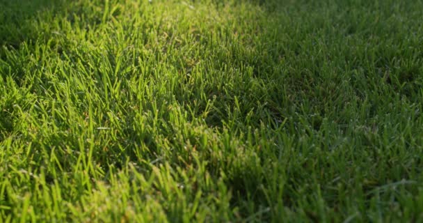 Человек Ходит Зеленой Траве Оставляет След Восстановлены Травинки — стоковое видео