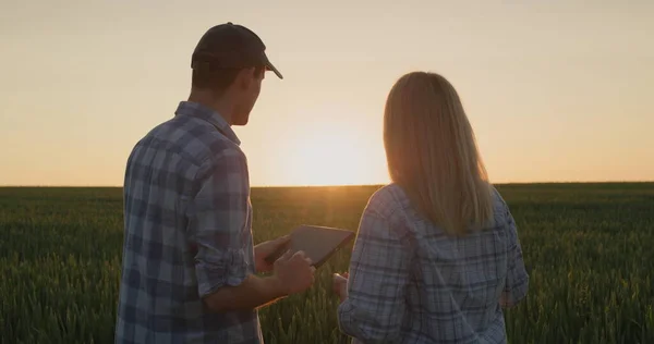 A couple of farmers work in a wheat field where the sun rises. Use a tablet.