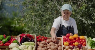 Satıcılar patatesleri tezgaha sererler. Bir tarım fuarında yerel sebze ticareti.