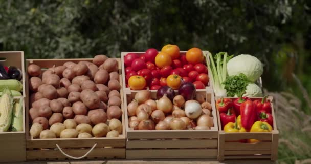 農家市場でさまざまな野菜を販売しています ビデオ — ストック動画