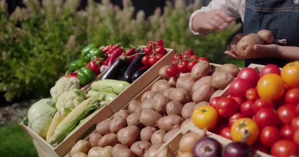 Mãos Dos Vendedores Expõem Batatas Balcão Comércio Produtos Hortícolas Locais — Vídeo de Stock