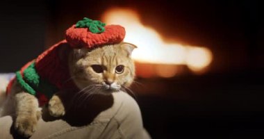 Evcil hayvan kıyafetleri içinde kızıl bir kedi sahibinin kucağında yatıyor. Arka planda şöminede bir ateş yanıyor..