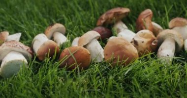 Appetizing wild mushrooms in green grass.