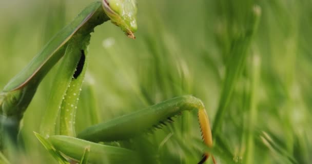 緑の草の中に隠れて背景に溶け込む祈りのカマキリ — ストック動画