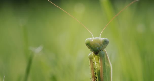 Portrait Praying Mantis Looking Camera Bent Paws Holds Front Him — Stock Video