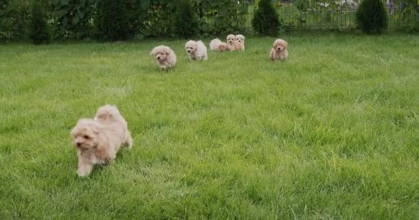 Group Cute Maltipu Puppies Run Green Grass — Stockvideo
