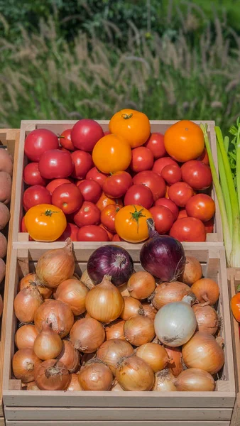 Cajas Tomates Cebollas Puesto Mercado Agricultores — Foto de Stock