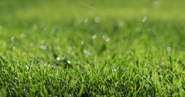 Raindrops fall on a neat green lawn.