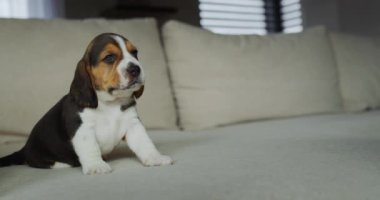 Şirin bir köpek yavrusunun portresi. Kanepede kestiriyorum..