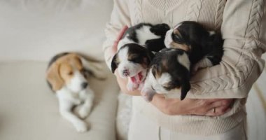 Sahibi elinde bir kucak dolusu köpek yavrusu tutuyor. Arka planda anne bir köpek var..