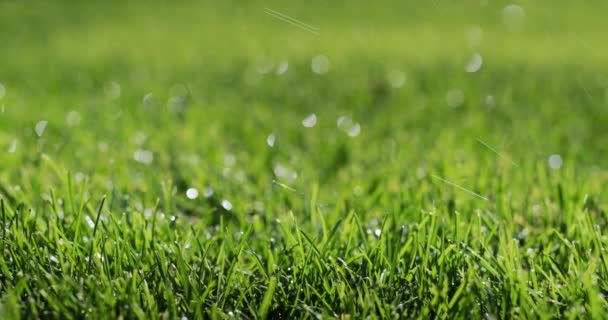 Raindrops Fall Neat Green Lawn — Vídeo de Stock