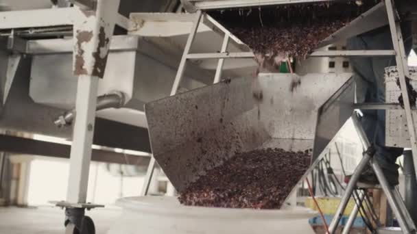 Materie Prime Fabbricazione Del Vino Vengono Alimentate Attraverso Scivolo Una — Video Stock