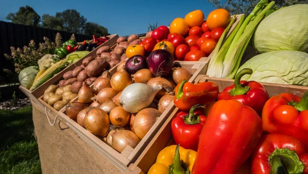 Cajas Madera Con Verduras Temporada Mostrador Mercado Agricultores — Foto de Stock