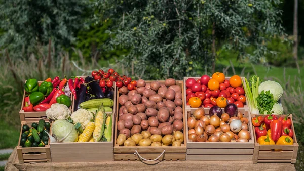 Wooden Boxes Seasonal Vegetables Farmers Market Counter — Stock Photo, Image