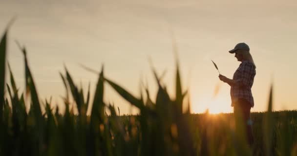 Bir Kadın Çiftçi Buğday Tohumlarını Inceliyor Güneşin Resimli Bir Şekilde — Stok video