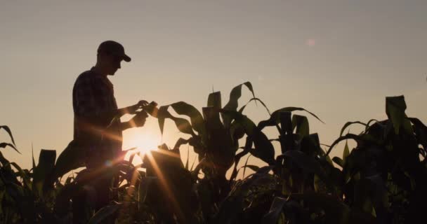 Bir Çiftçi Gün Batımında Mısır Tarlasında Çalışır Tablet Kullanıyor Tarım — Stok video