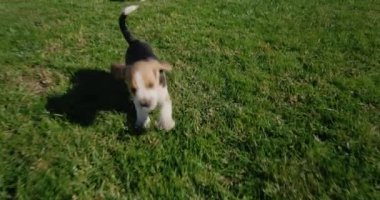Yeşil çimlerde koşan safkan bir köpek yavrusu. Yavaş çekim videosu takip ediliyor.
