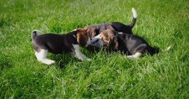 Oyuncak köpek yavruları çimenlikteki terlikleri kemiriyor..