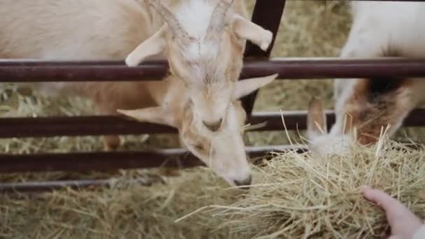 Farmer Feeds Goats Gives Them Hay His Hand — Stock video