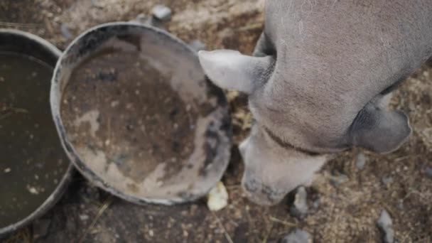 一只大灰猪吃碗里的苹果 顶部视图 — 图库视频影像