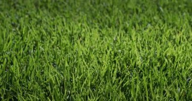 Güneşin aydınlattığı yemyeşil çimenler. Mükemmel çimen