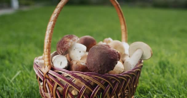 Forest Mushrooms Wicker Basket Appetizing Ingredient Many Gourmet Dishes — Stock Video