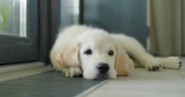 一只可爱的小狗躺在地板上的电源插座上 从室内暖气系统中取暖 — 图库视频影像