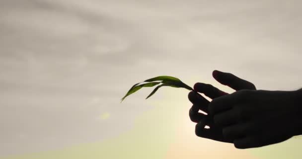 Руки Фермера Чоловіка Паростком Кукурудзи Тлі Поля Вивчення Розсади — стокове відео