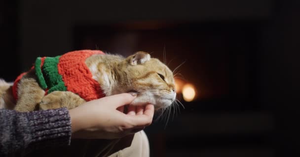 Pisică Într Pulover Încălzește Poala Proprietarilor Fundal Incendiu Arde Șemineu — Videoclip de stoc