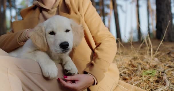 Mulher Meia Idade Bonito Relaxando Floresta Com Filhote Cachorro Golden — Vídeo de Stock