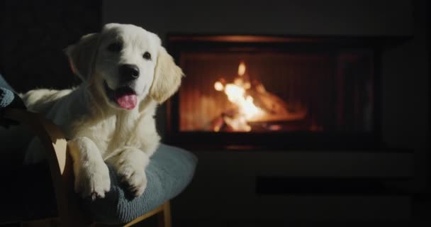 Cachorro Golden Retriever Sienta Una Silla Contra Telón Fondo Una — Vídeos de Stock