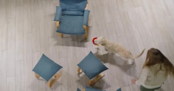 Divertente Golden Retriever Cucciolo Gioca Con Una Ragazza Rincorrere Animale — Video Stock
