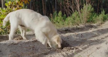 Komik Golden Retriever köpek yavrusu bir yürüyüş üzerinde toprağı kazıyor. Avlanma içgüdüsü kavramı.