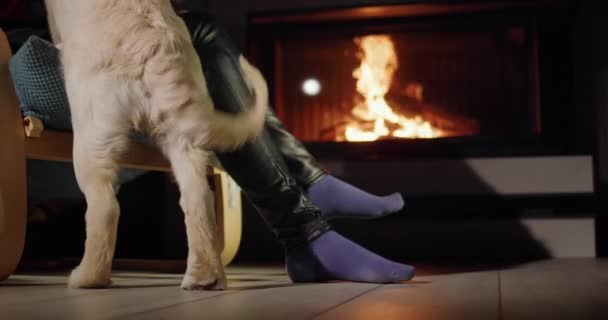 かわいい子犬は暖炉でリラックスしているその所有者を害し 注意を要求します — ストック動画